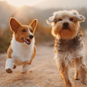 Two dogs running outside