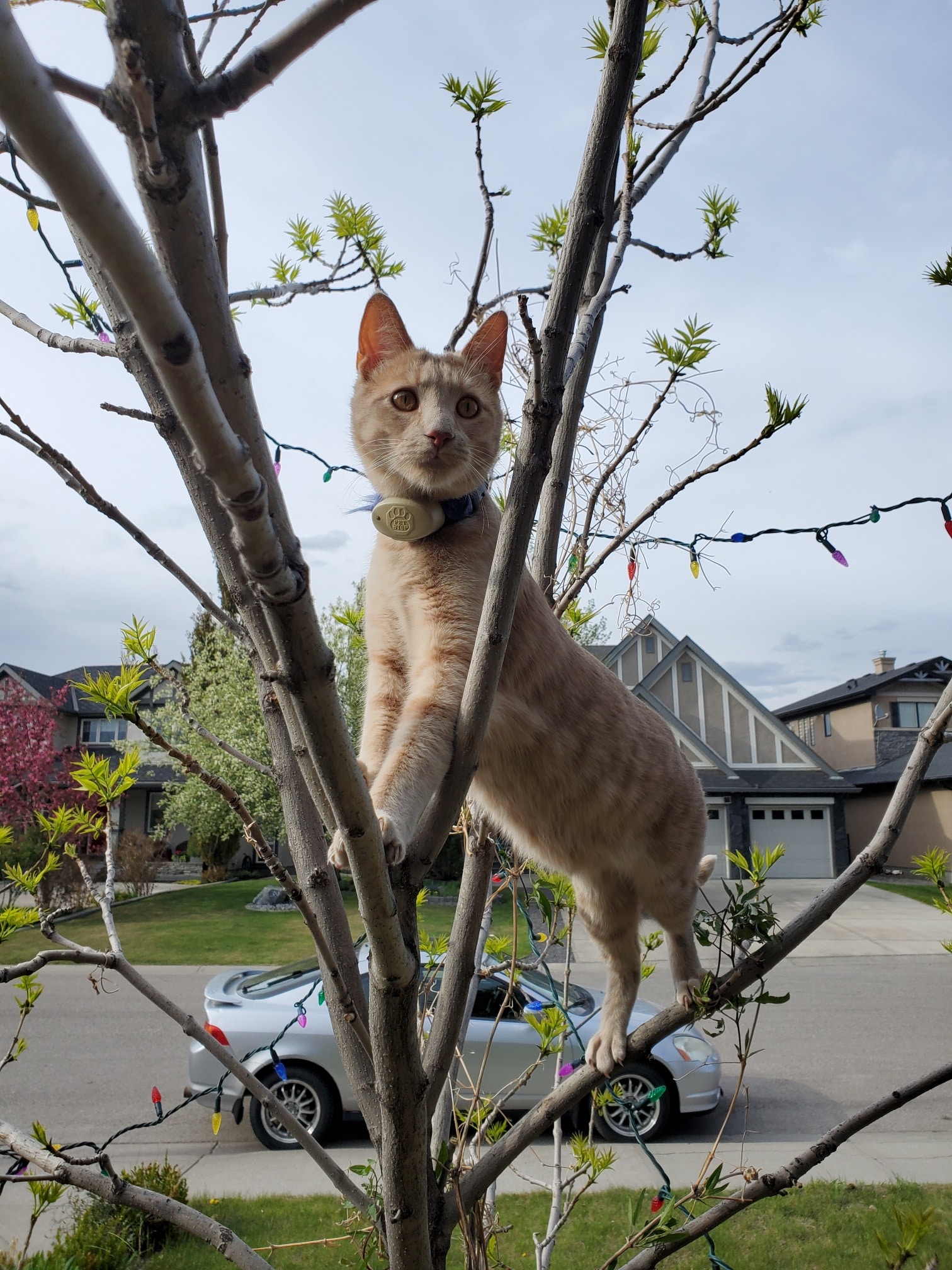 Pet Fence Canada photo 4
