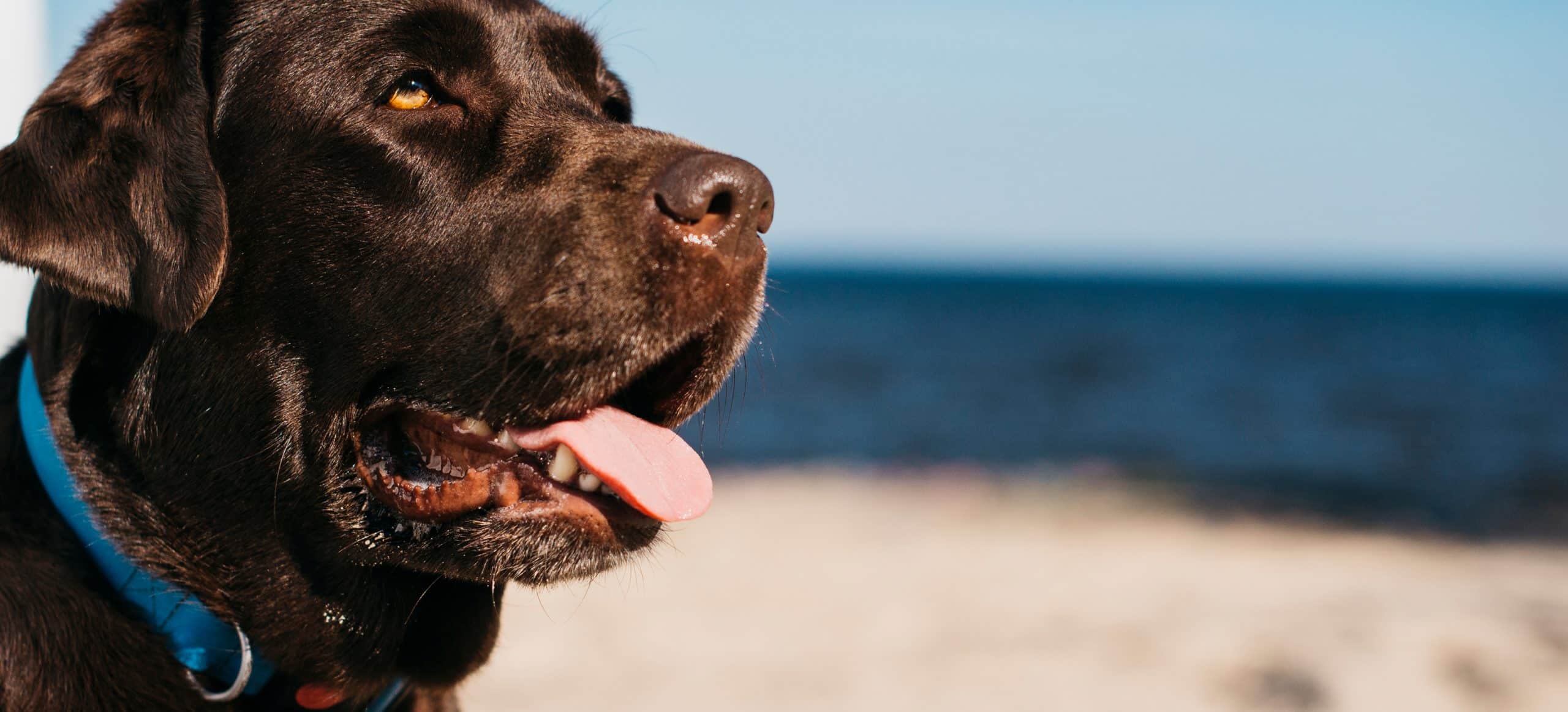 black dog having fun beach 1
