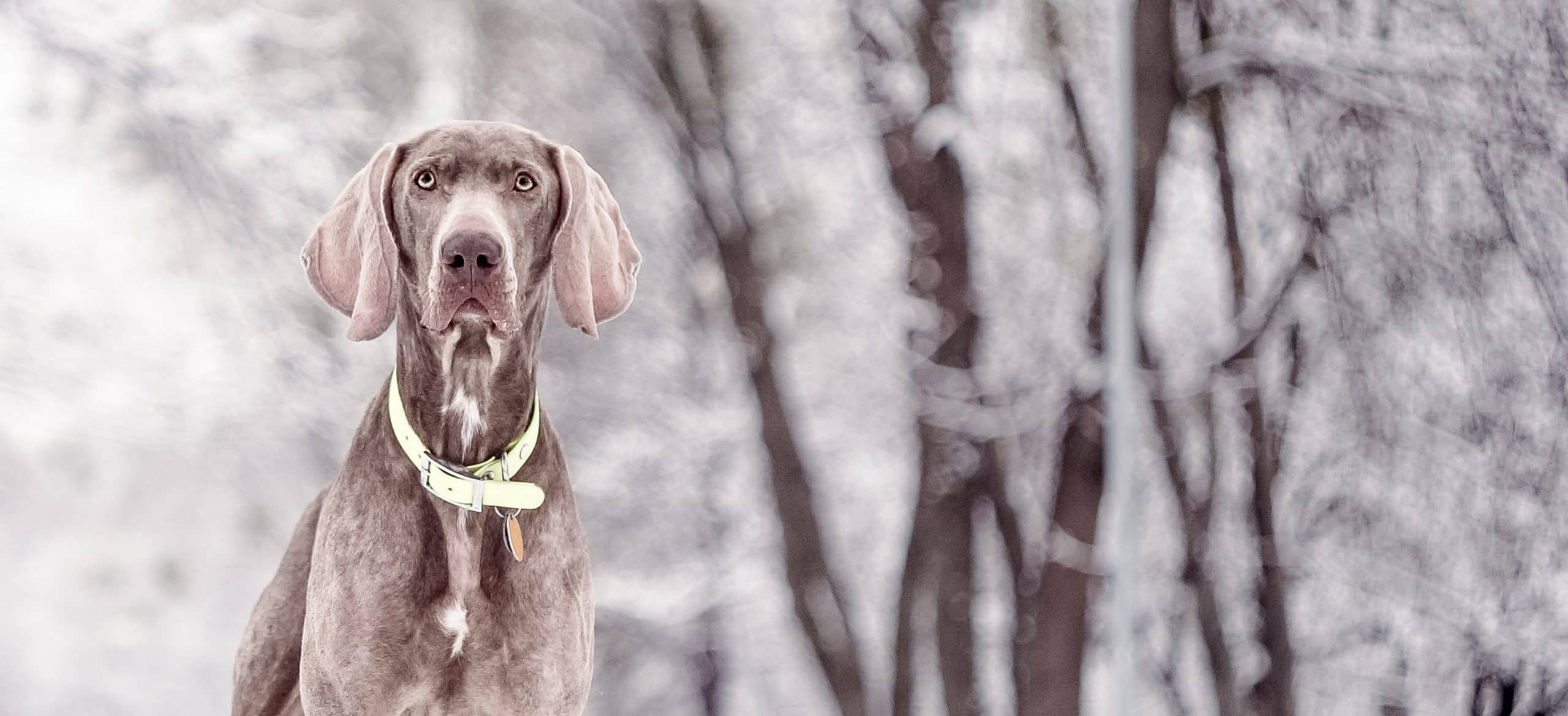 dog snow covered field 1