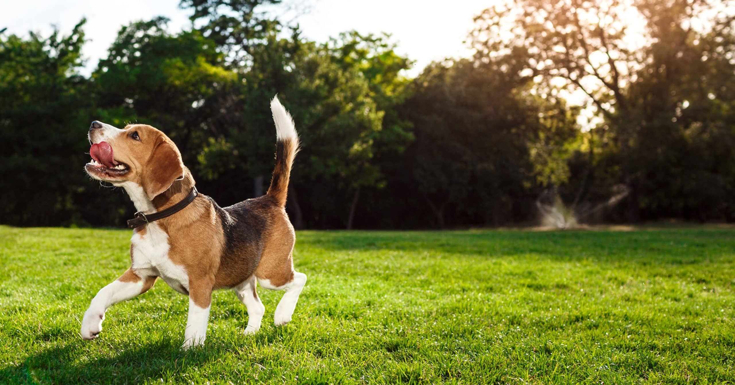 funny happy beagle dog walking playing park 1