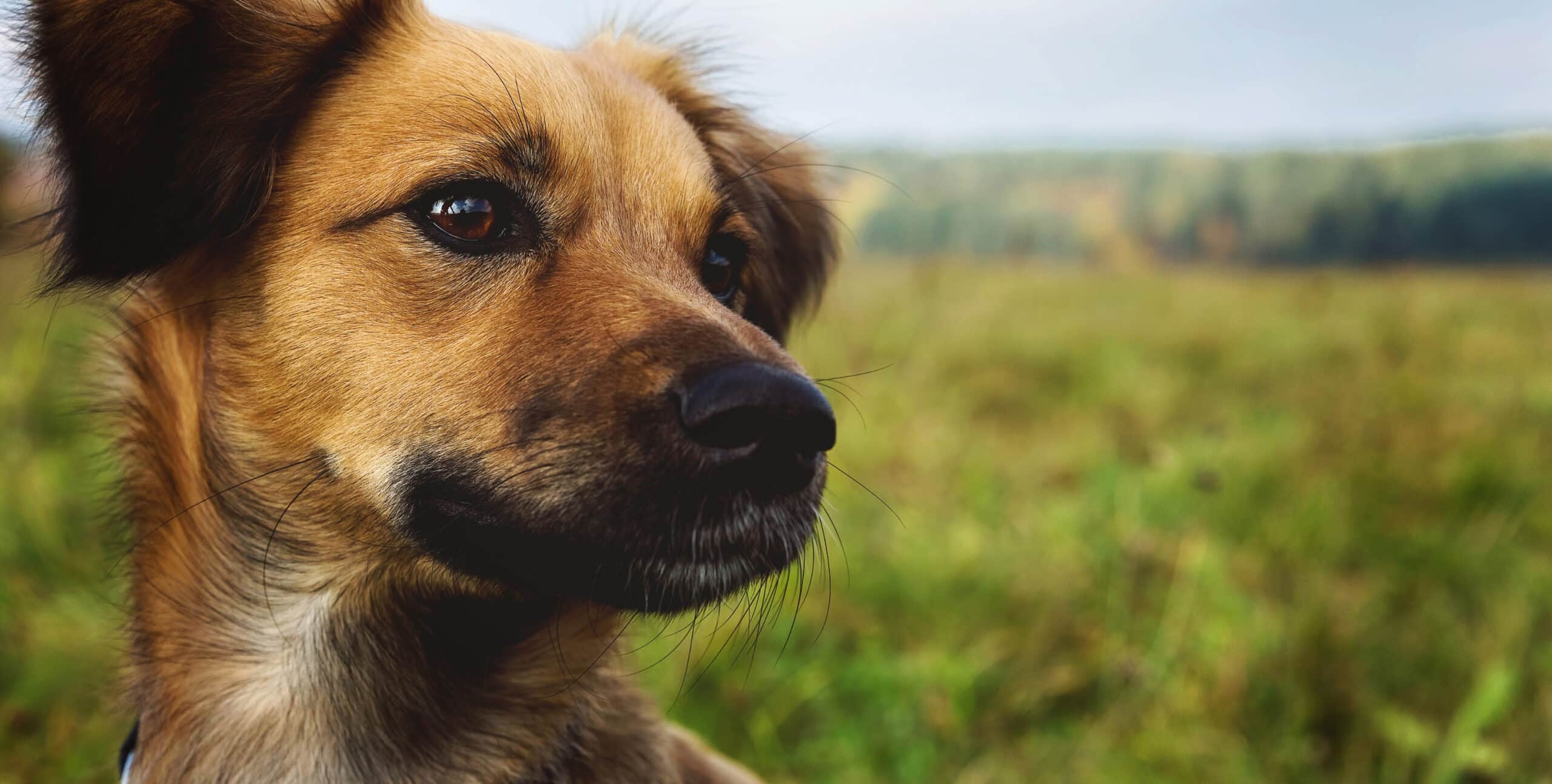 closeup kromfohrlander field sunlight with blurry background 2